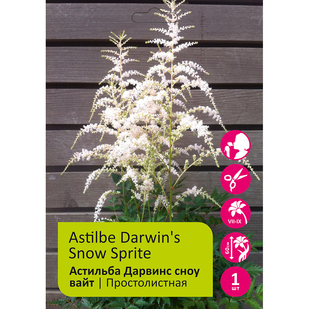 Астильба Дарвинс сноу вайт 1шт /Astilbe Darwin's Snow Sprite