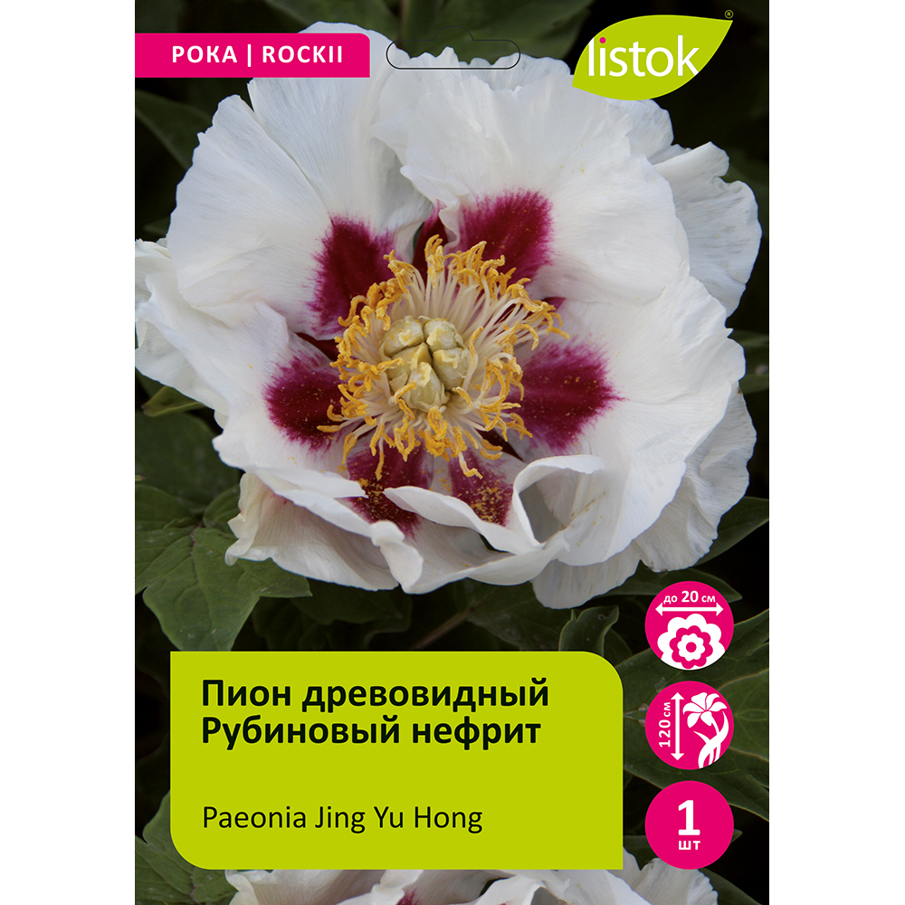 Пион древовидный Рубиновый нефрит 1шт /Paeonia Jing Yu Hong (Цзин Юй Хонг)