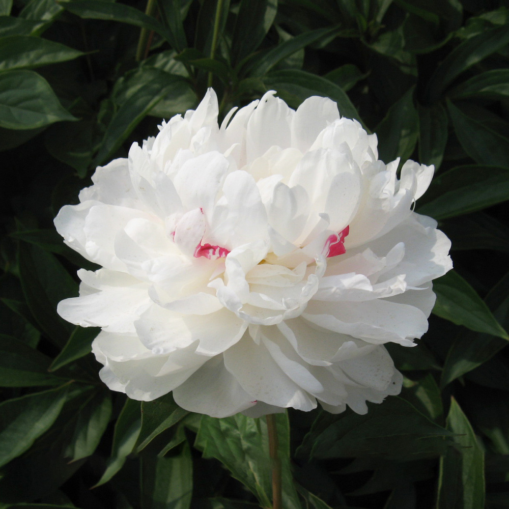 Пион молочноцветковый Красная звезда на снежном холме 1шт/Paeonia Xue Shan Hong Xing (Сюэ Шан Хун Син)