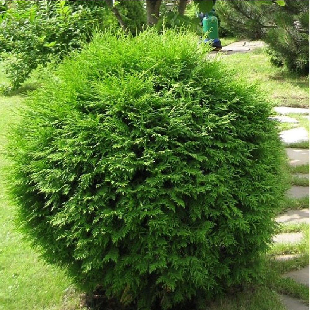 Туя западная Глобоза С10 1шт /Thuja occidentalis Globosa 