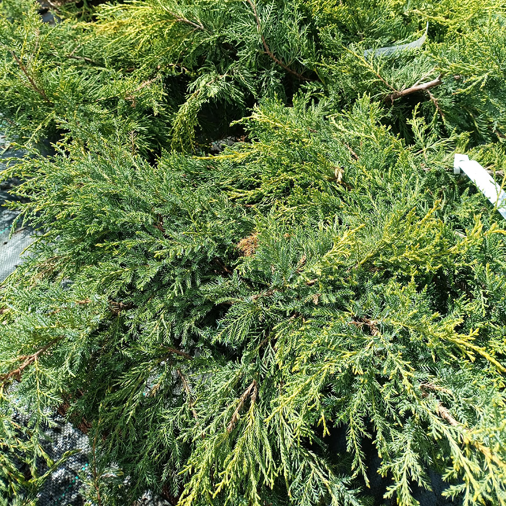 Можжевельник обыкновенный Репанда Р9 1шт/Juniperus communis Repanda
