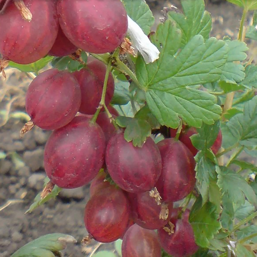 Крыжовник Русский 1шт