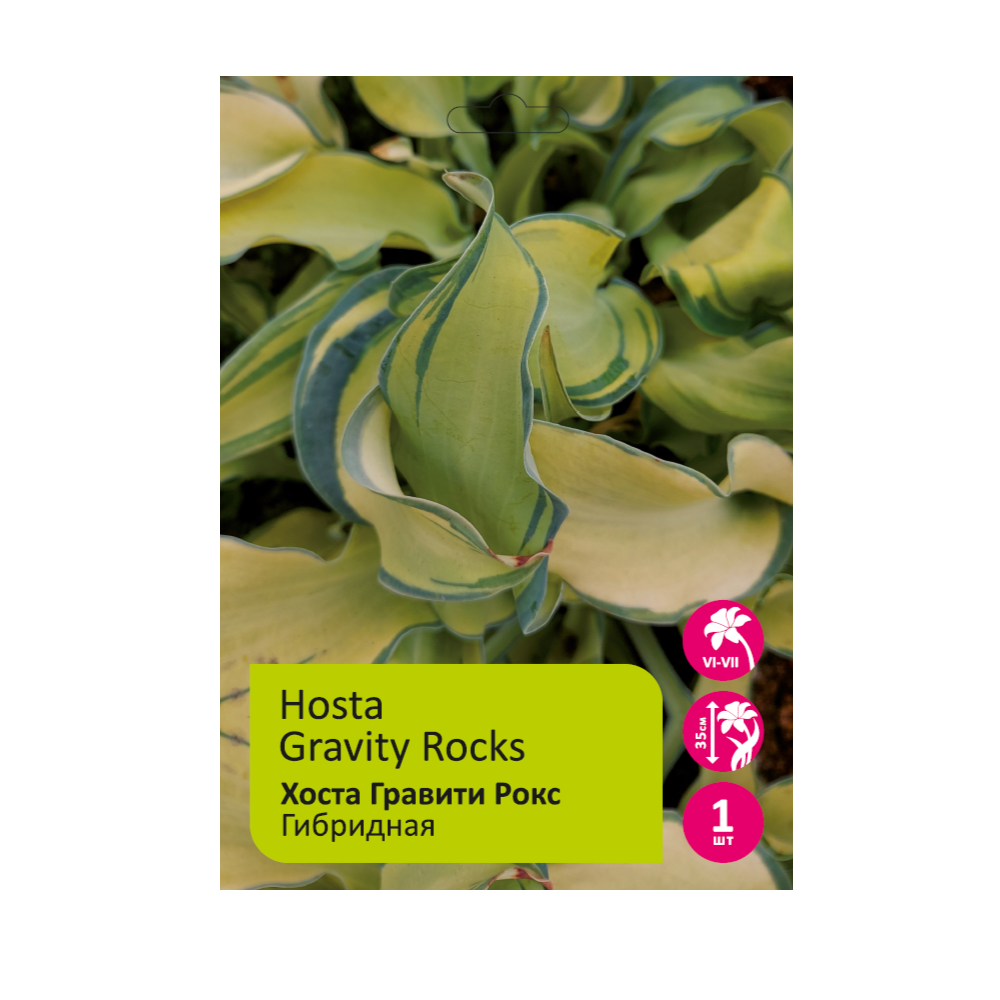 Хоста Гравити Рокс 1шт /Hosta Gravity Rocks