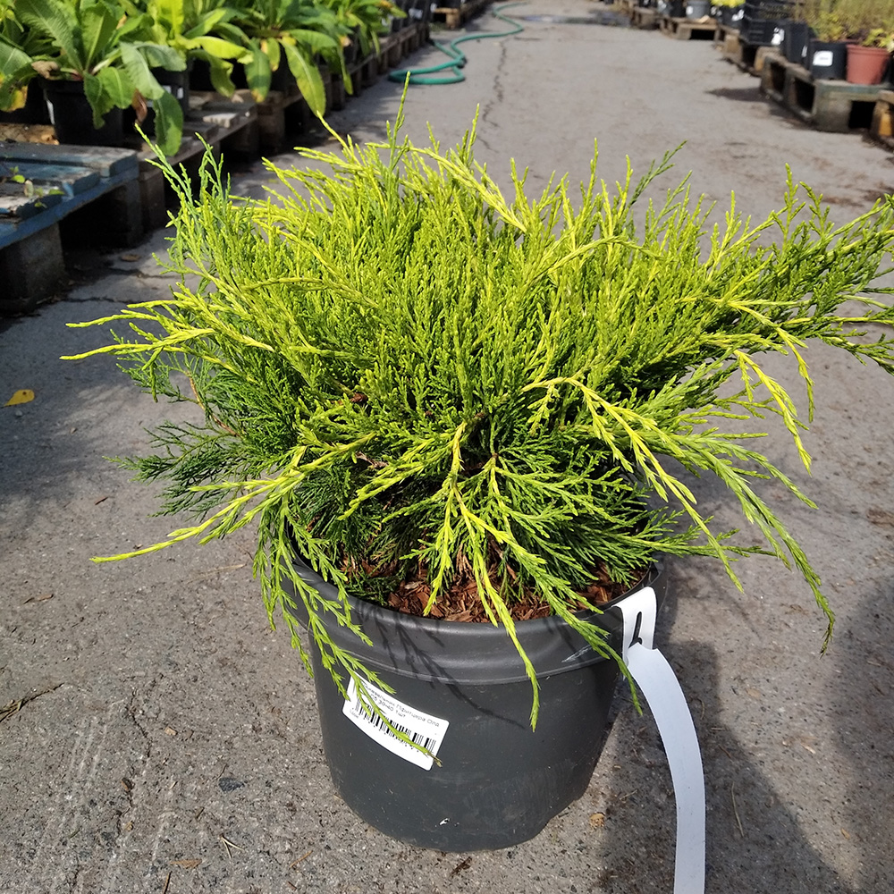 Можжевельник Пфитцера Олд Голд  С5 (высота 30-40см) 1шт/Juniperus pfitzeriana Old Gold
