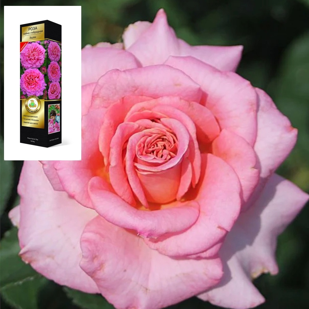 Роза Тантау Эшли чайно-гибридная 1шт 