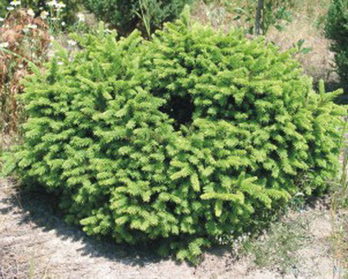 Ель обыкновенная Максвелли С3 1шт/Picea abies Maxwellii