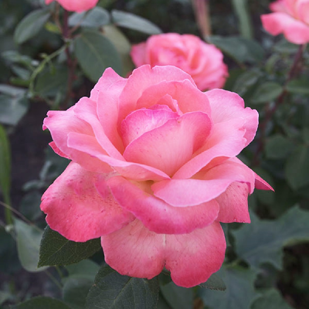 Роза Пантер Роуз чайно-гибридная 1шт. /Panthere Rose /20