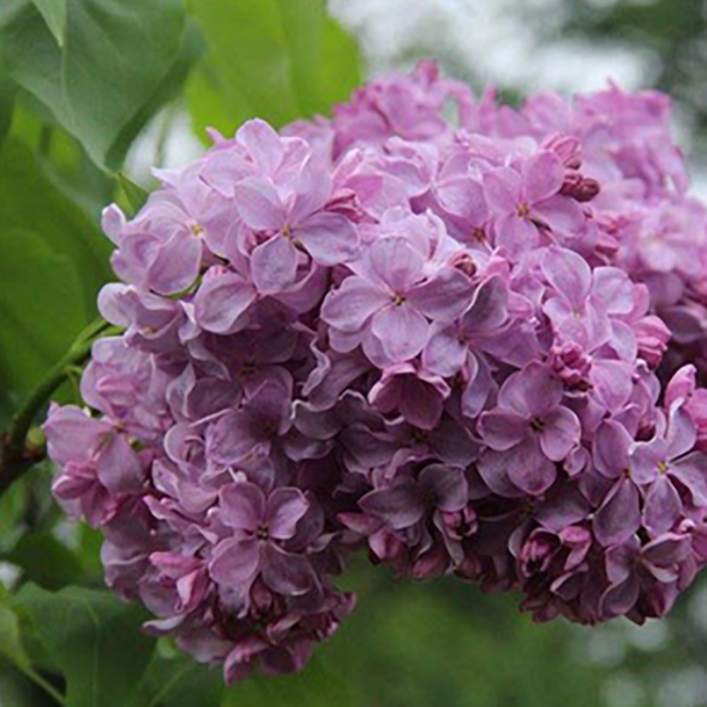 Сирень обыкновенная Маршал Бирюзов 1шт