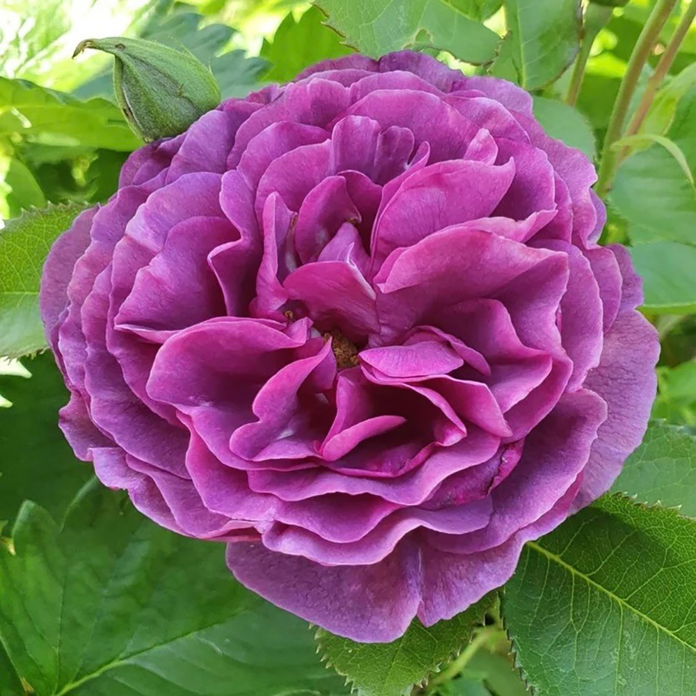 Роза Минерва флорибунда 1шт. /12