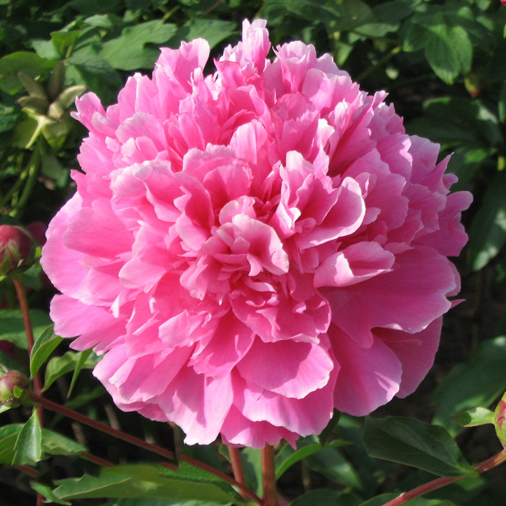 Пион молочноцветковый Красный пик 1шт/Paeonia Hong Feng (Хун Фэн)