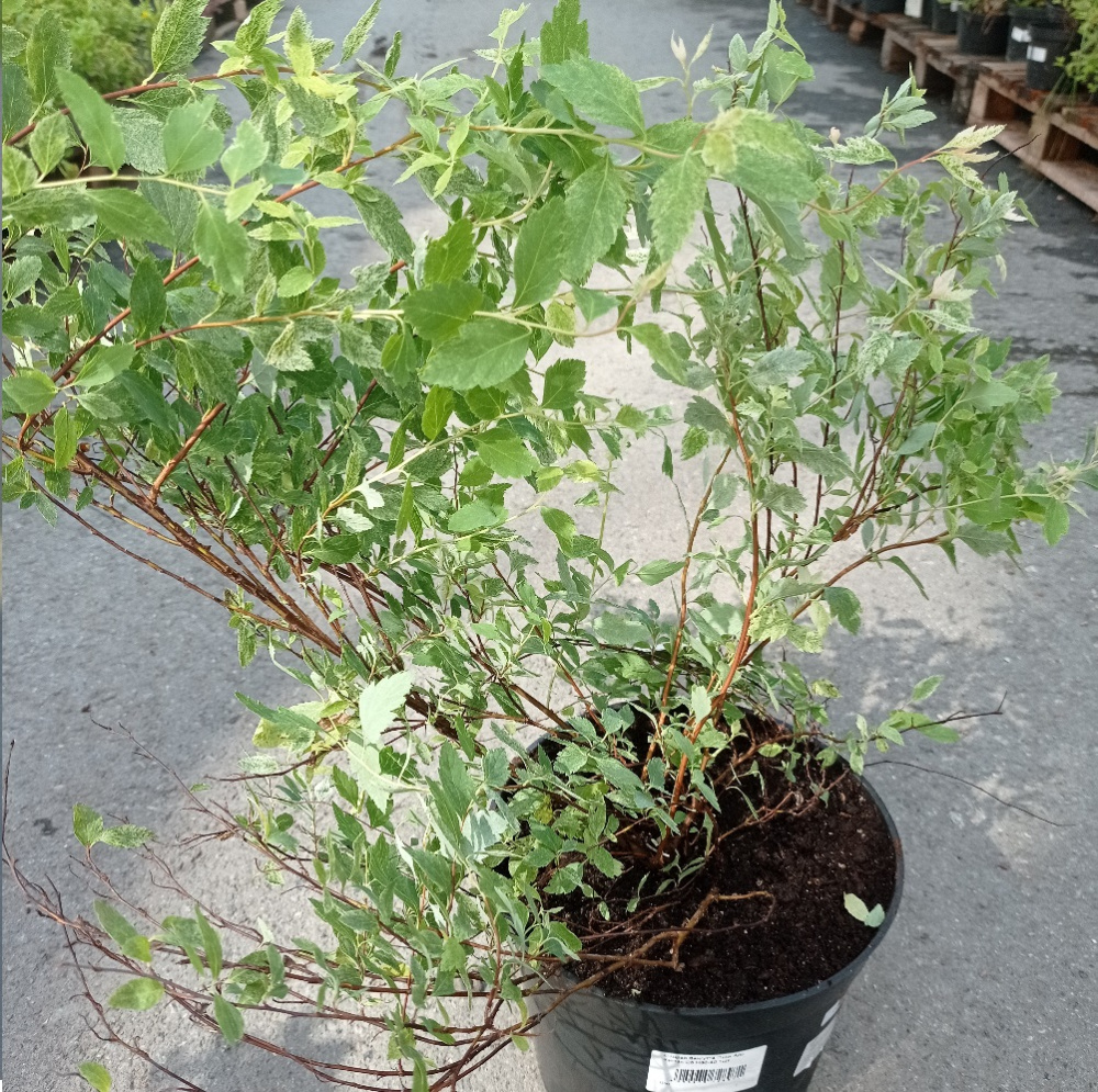 Спирея Вангутта Пинк Айс Кэтпэн С5 H 30-40 1шт