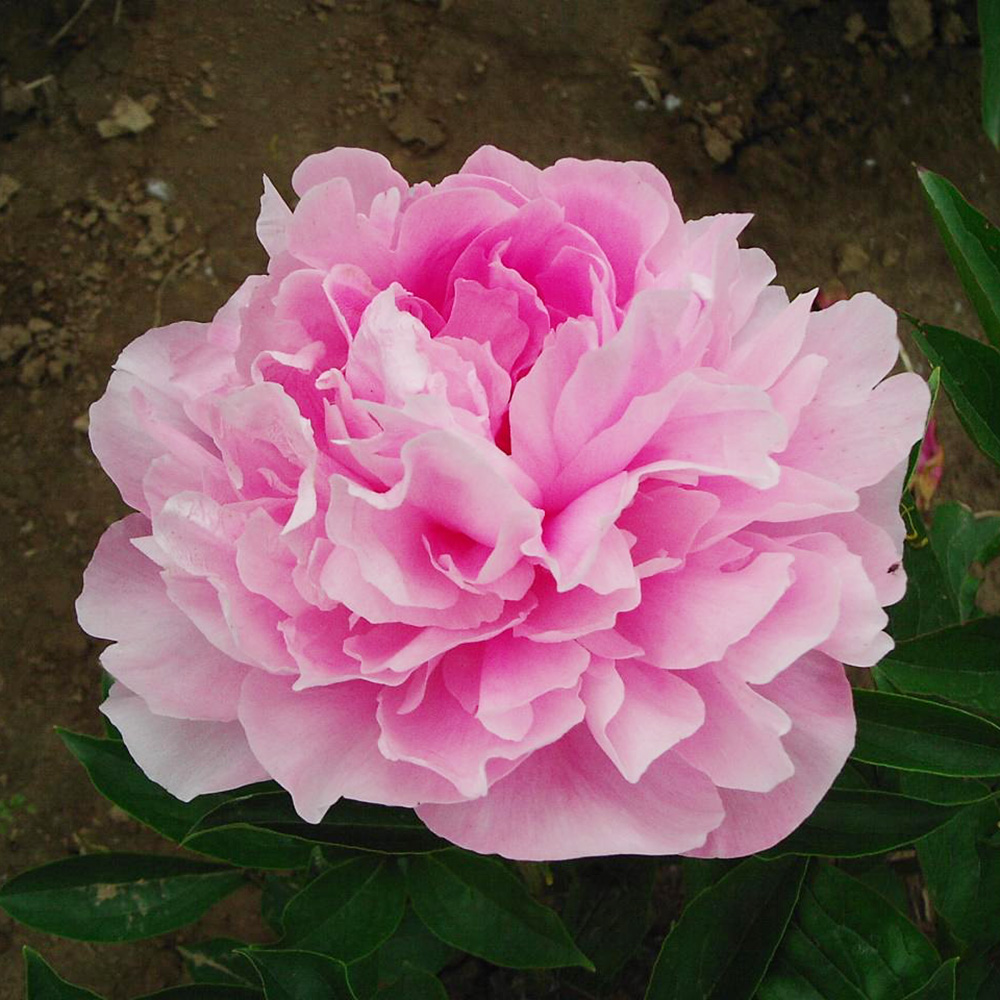 Пион молочноцветковый Летящий журавль 1шт/Paeonia Yan Yang Tian (Янь Ян Тянь)