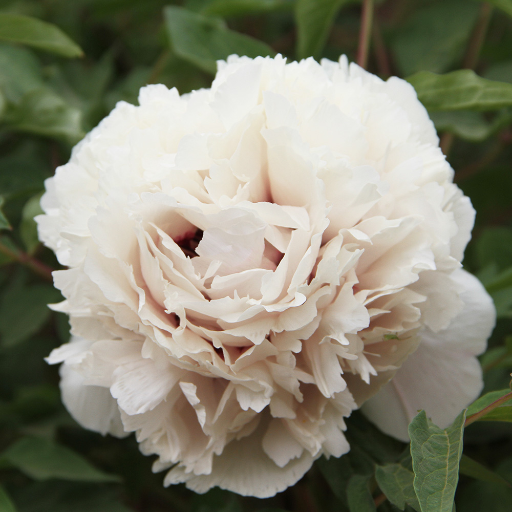 Пион древовидный Полнолуние 1шт/Paeonia Jing Yue Man (Цзин Юэ Ман)