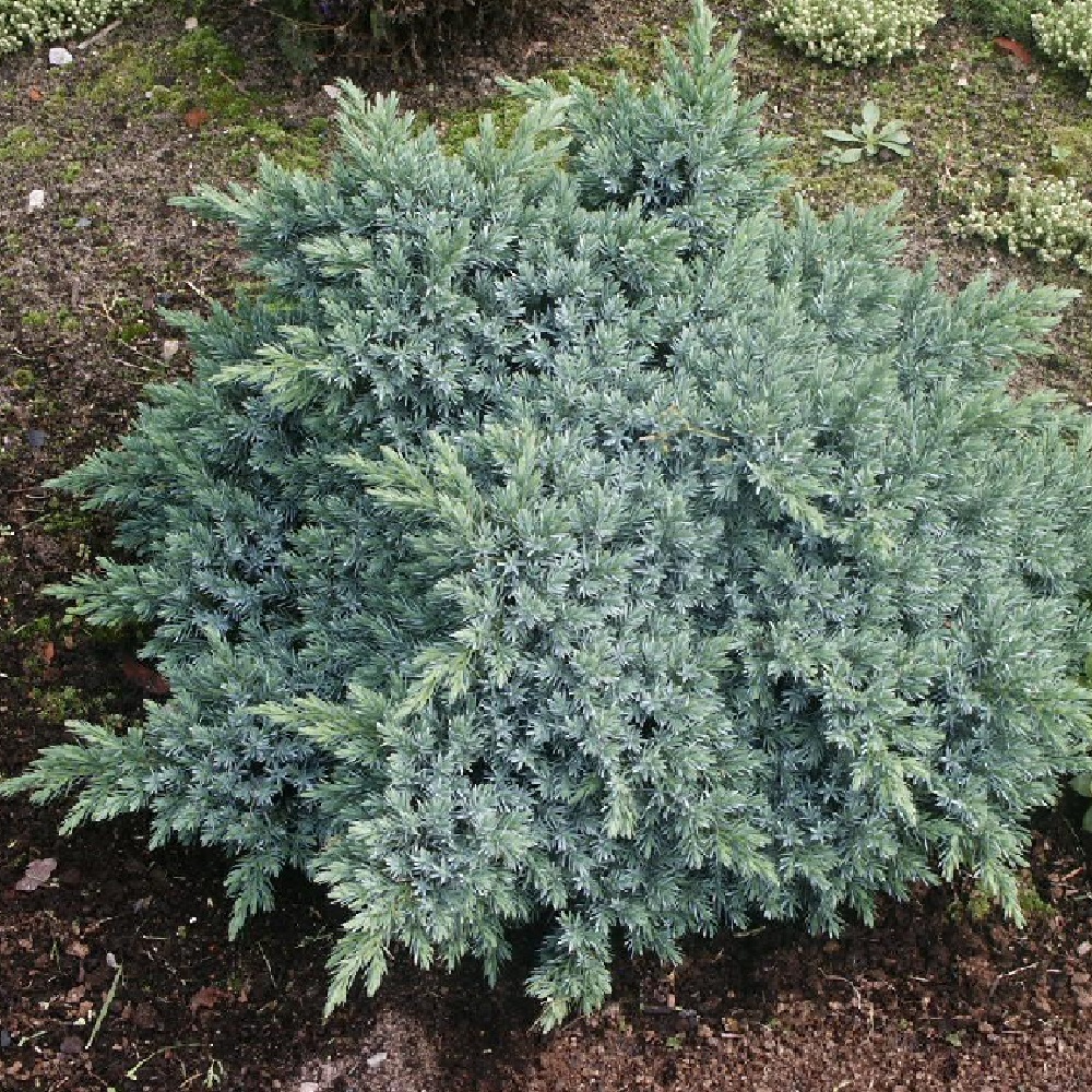 Можжевельник чешуйчатый Блу Стар H 10-20 см  в горшке 5 л  1шт