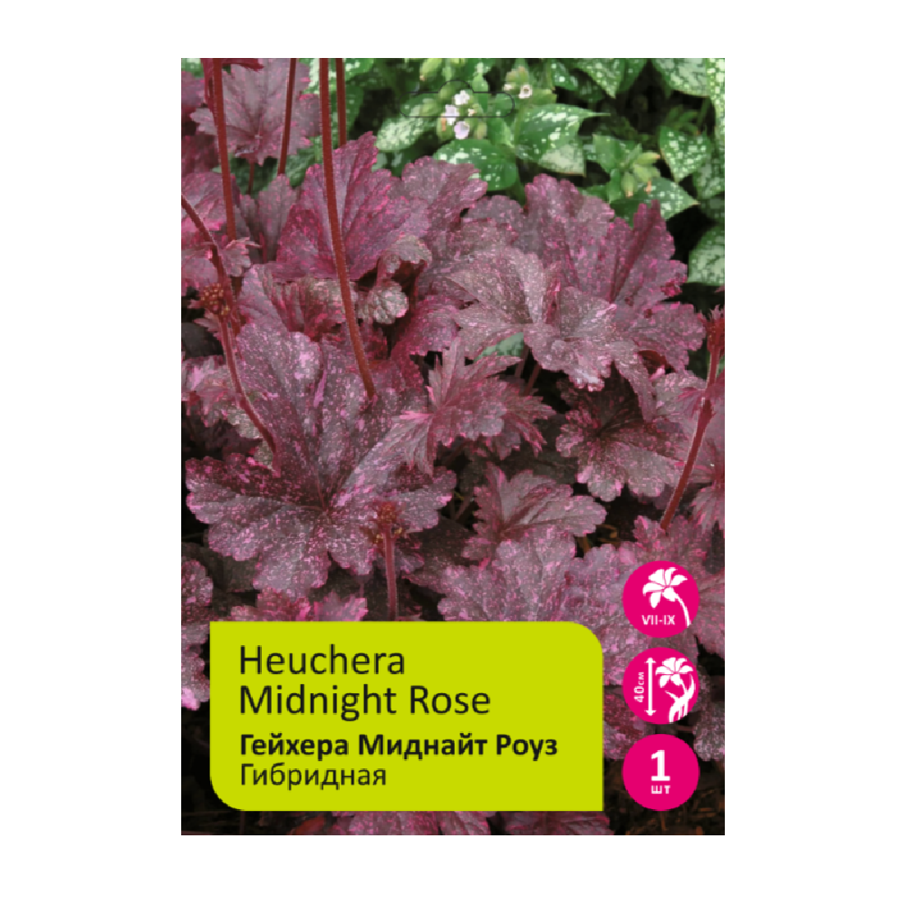 Гейхера Миднайт Роуз 1шт /Heuchera Midnight Rose