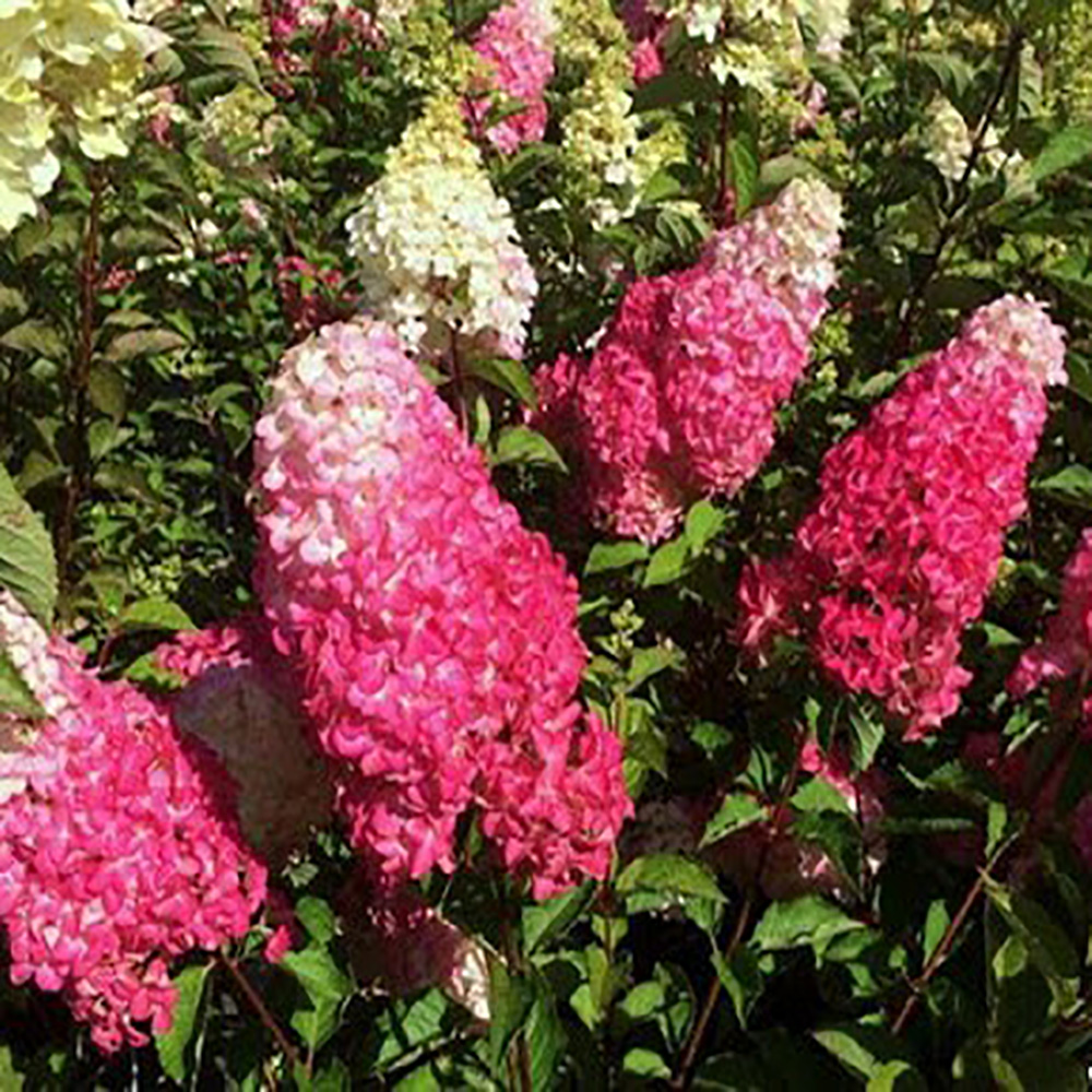 Гортензия метельчатая Строберри Блоссом 1шт