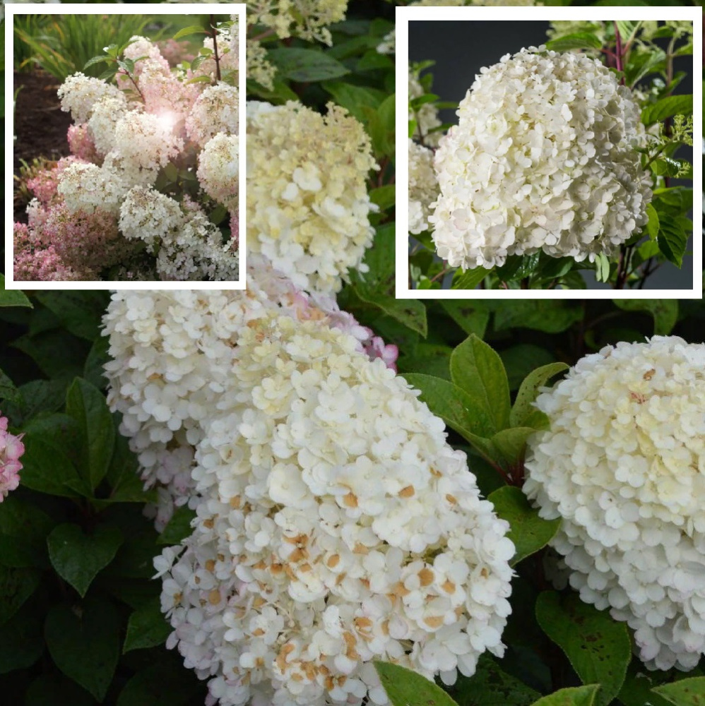 Гортензия метельчатая Бобо С3 30-40 1шт/Hydrangea paniculata BOBO
