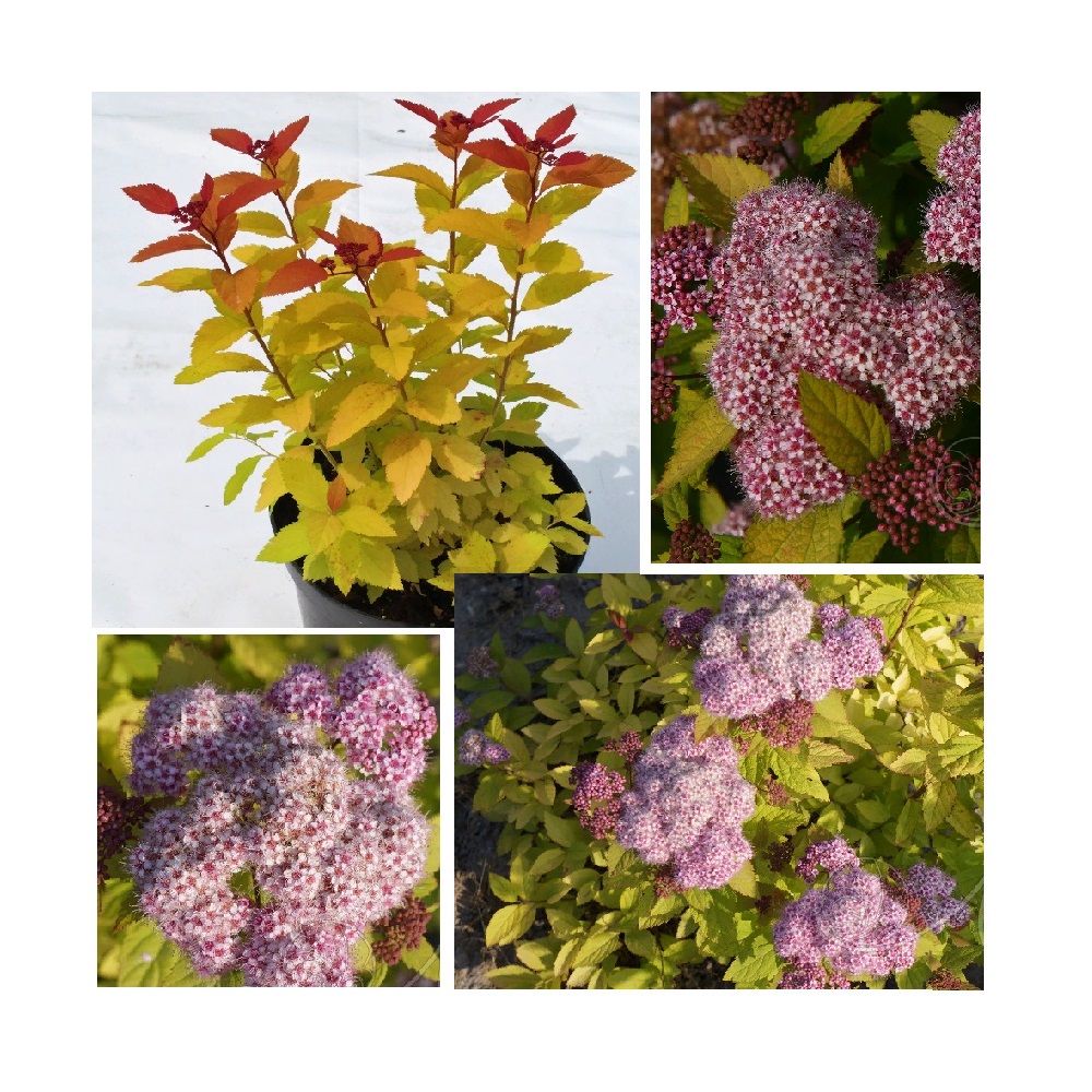 Спирея японская Пинк энд Голд, в горшке 2-3л  1шт