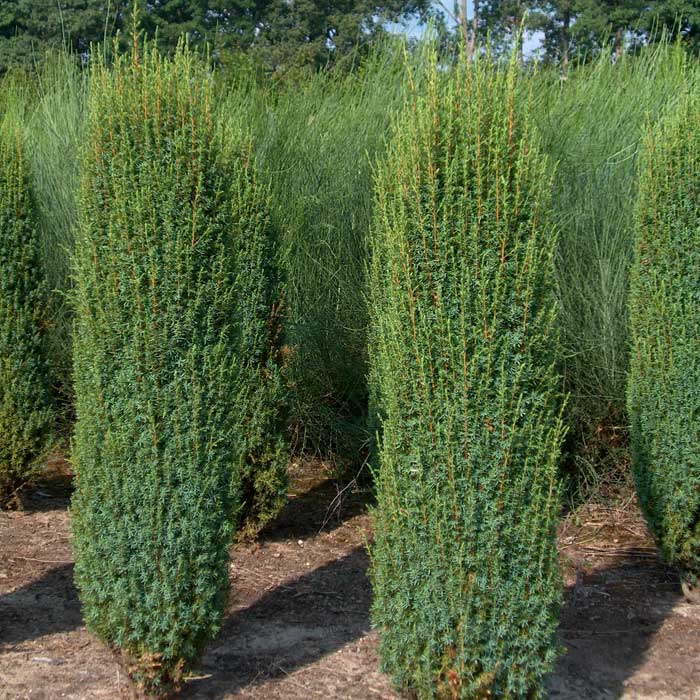 Можжевельник обыкновенный Хиберника С5 1шт/ Juniperus communis Hibernica