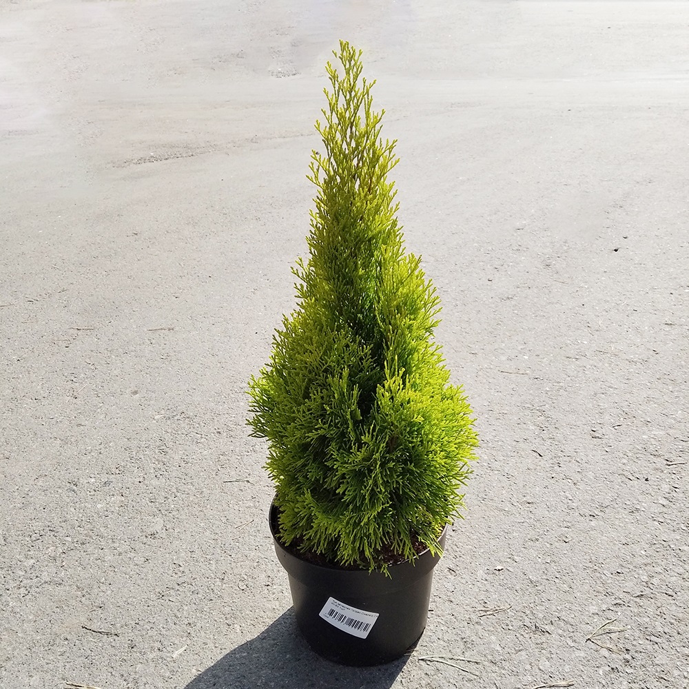 Туя западная Голден Смарагд С4 (высота 40-50см) 1шт/Thuja occidentalis Golden Smaragd