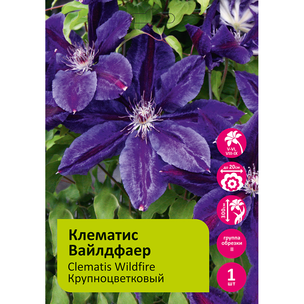 Клематис Вайлдфаер 1шт. гр. обрезки 2 / Clematis Wildfire