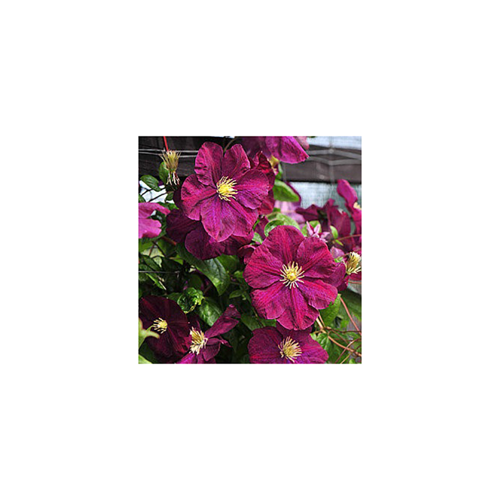 Клематис Славянка гр.обр.3 P9 1шт/Clematis Słowianka