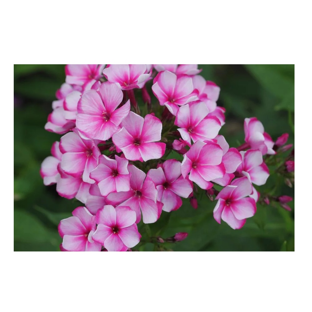 Флокс Неон Флэр 1шт метельчатый /Phlox paniculata Neon Flower