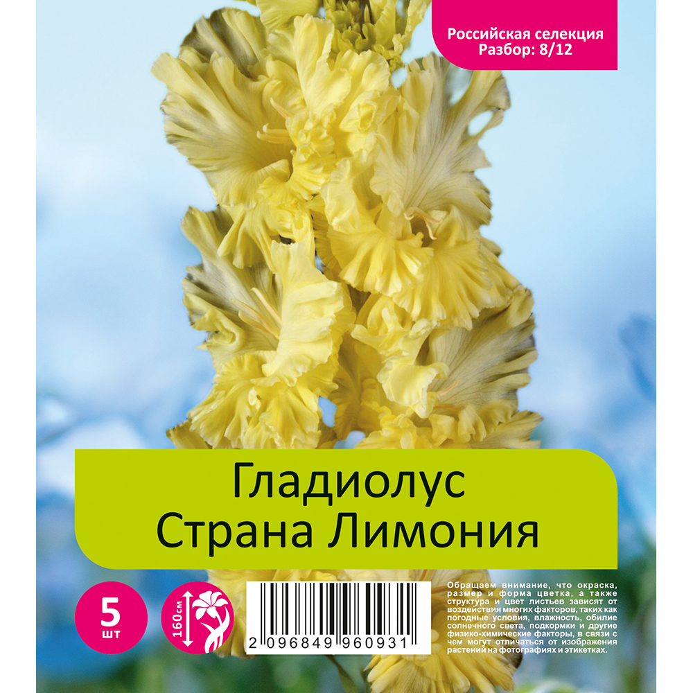 Гладиолус Страна Лимония 5шт   (разбор 8/12)