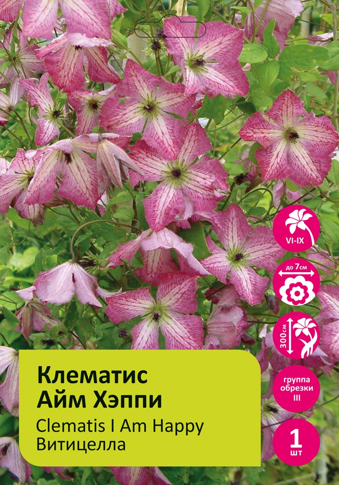Клематис Айм Хэппи 1шт гр, обр. 3 /Clematis I Am Happy