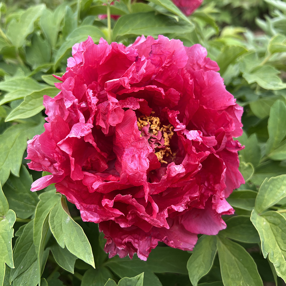 Пион древовидный Новое Солнце и Луна 1шт/Paeonia Xin ri yue (New sun and moon)(Син Ри Ю) Японская селекция