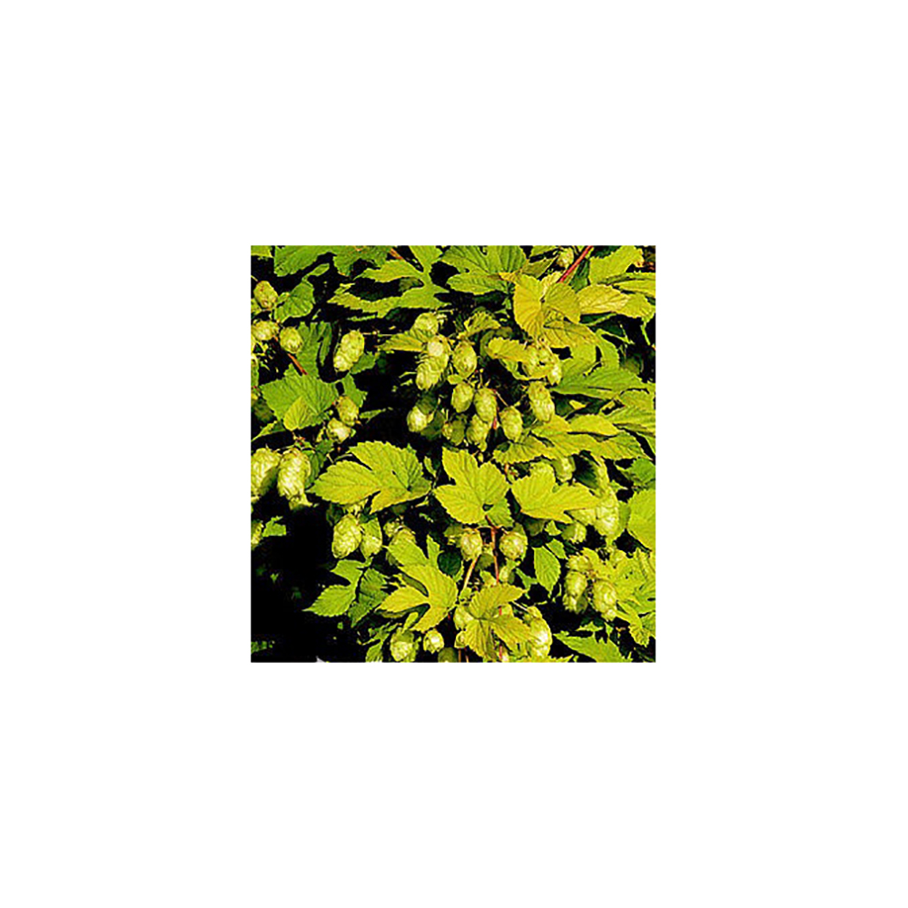 Хмель обыкновенный Ауреус С2  1шт/Humulus lupulus Aureus 