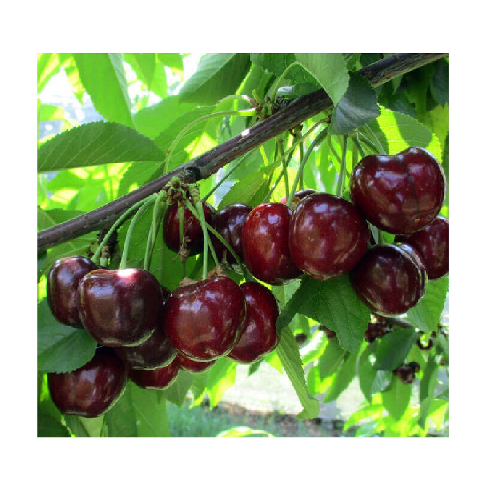 Черешня Хелена пирамидальная(колоновидная, подвой вишня Магалебская, в сетке) 1шт.