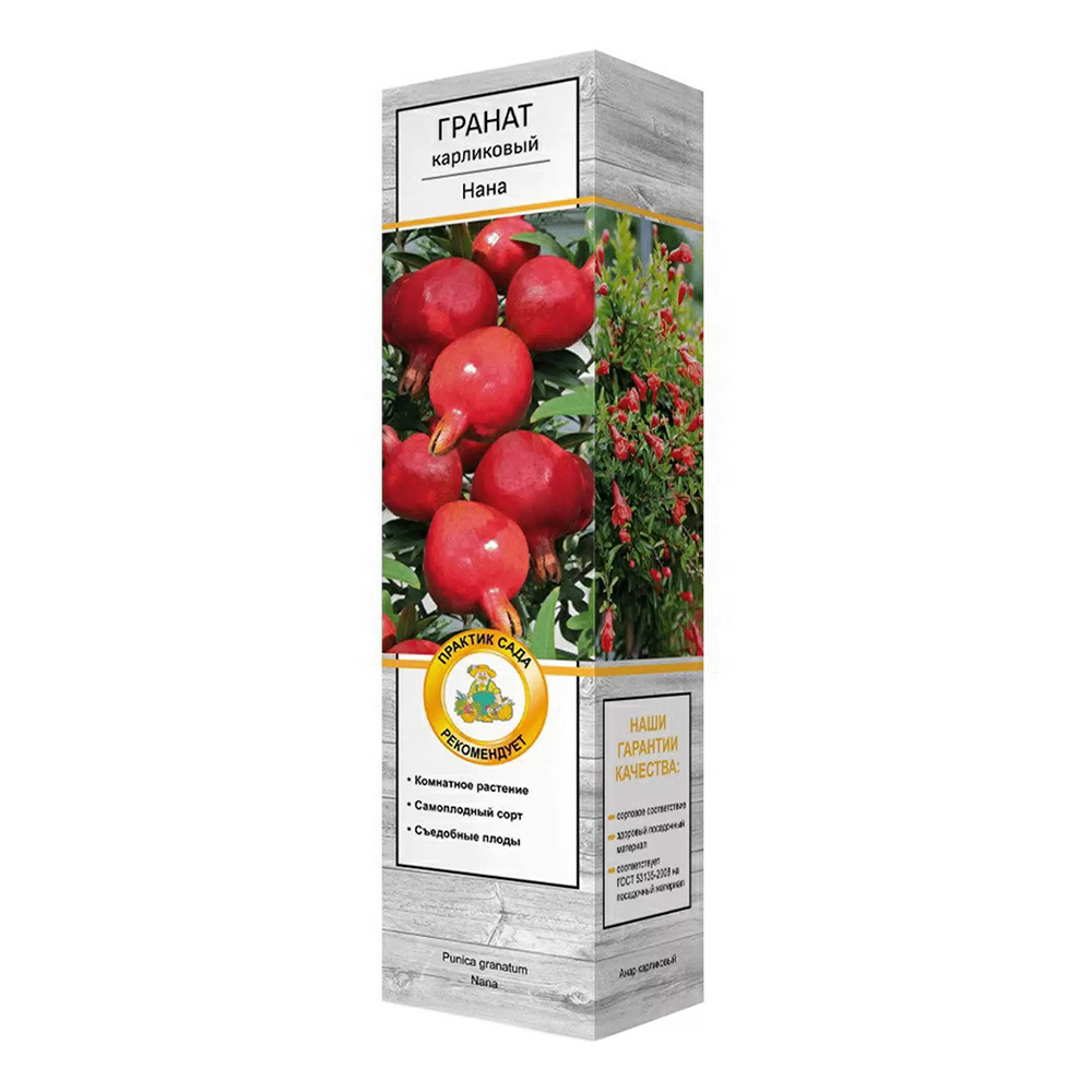 Гранат карликовый Нана 1шт  /24