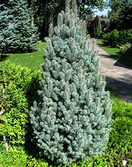 Ель колючая Изель Фастигиата С35 (высота 125-150см) 1шт / Picea pungens Iseli Fastigiate