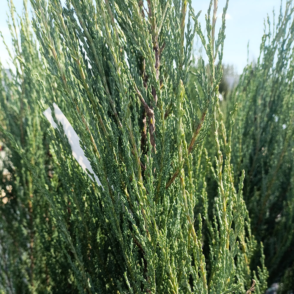 Можжевельник скальный Блу Арроу С10 (h 100-120)  1шт/ Juniperus scopulorum Blue Arrow 