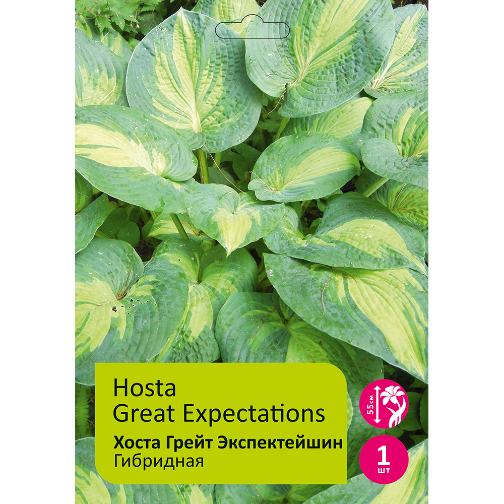 Хоста Грейт Экспектейшин гибридная 1шт /Hosta Great Expectations