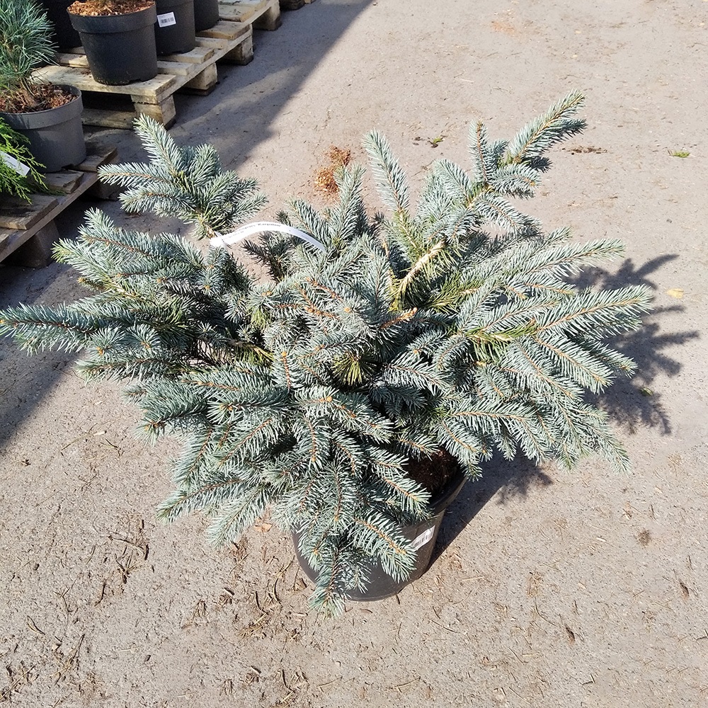 Ель колючая Карпатен С15 (высота 50-60см) 1шт/Picea pungens Karpaten