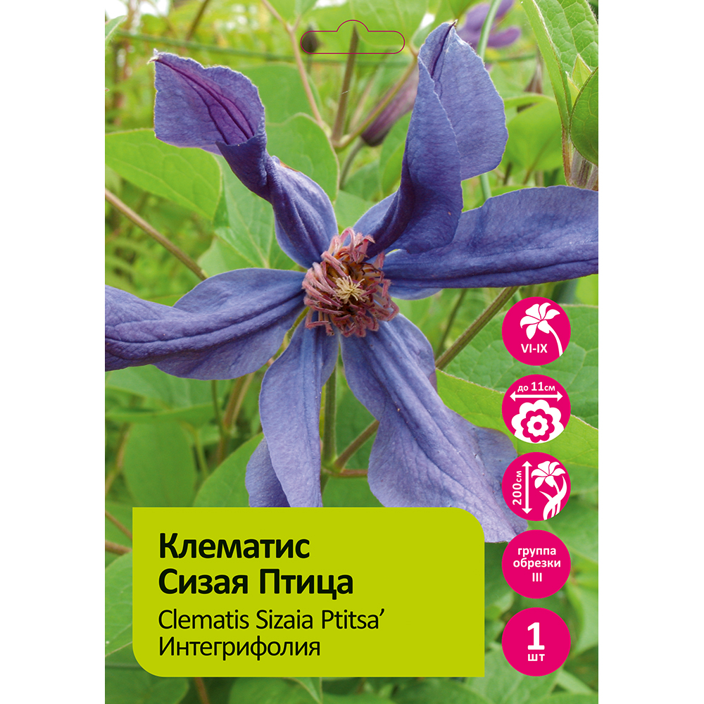 Клематис Сизая Птица 1шт гр. обрезки 3 / Clematis Sizaia Ptitsa