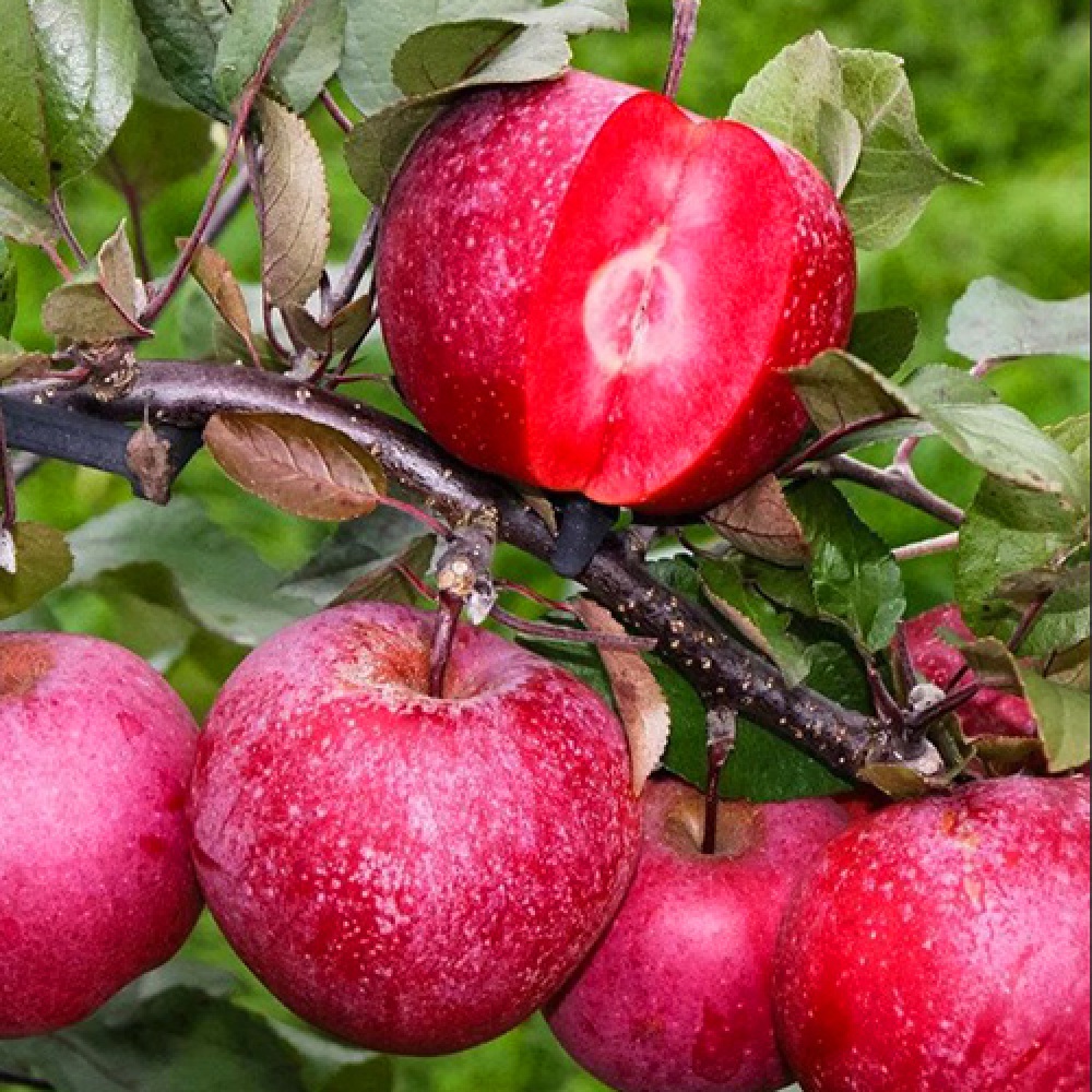 Яблоня Байя Мариса красномякотная (подвой 54-118 полукарликовый) (в сетке) 1шт