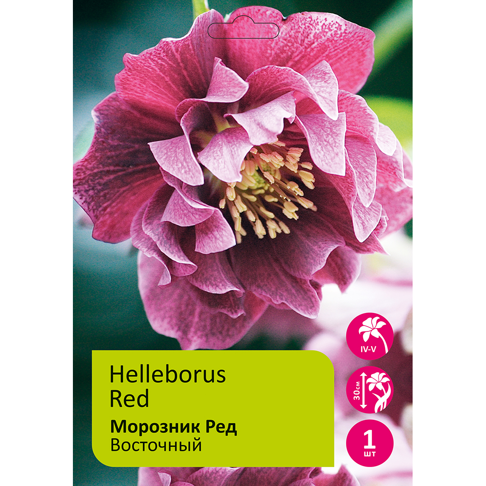 Морозник восточный Ред 1шт /Helleborus red