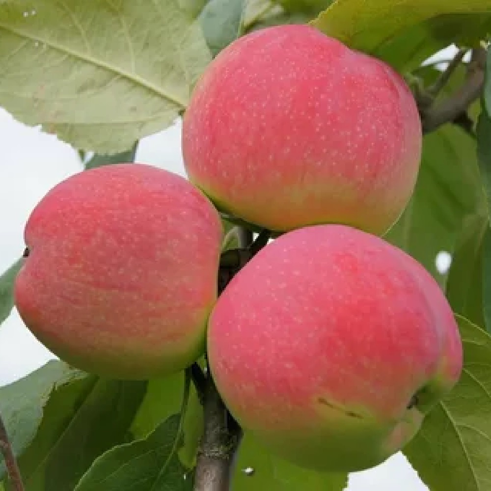 Розовый отзывы фото. Сорт яблони Суйслепское. Яблоня розовый налив. Яблоня поспех. Яблоня "розовый налив" (Malus domestica).