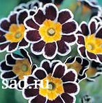 Примула обыкновенная Р9 1шт/Primula vulgaris 