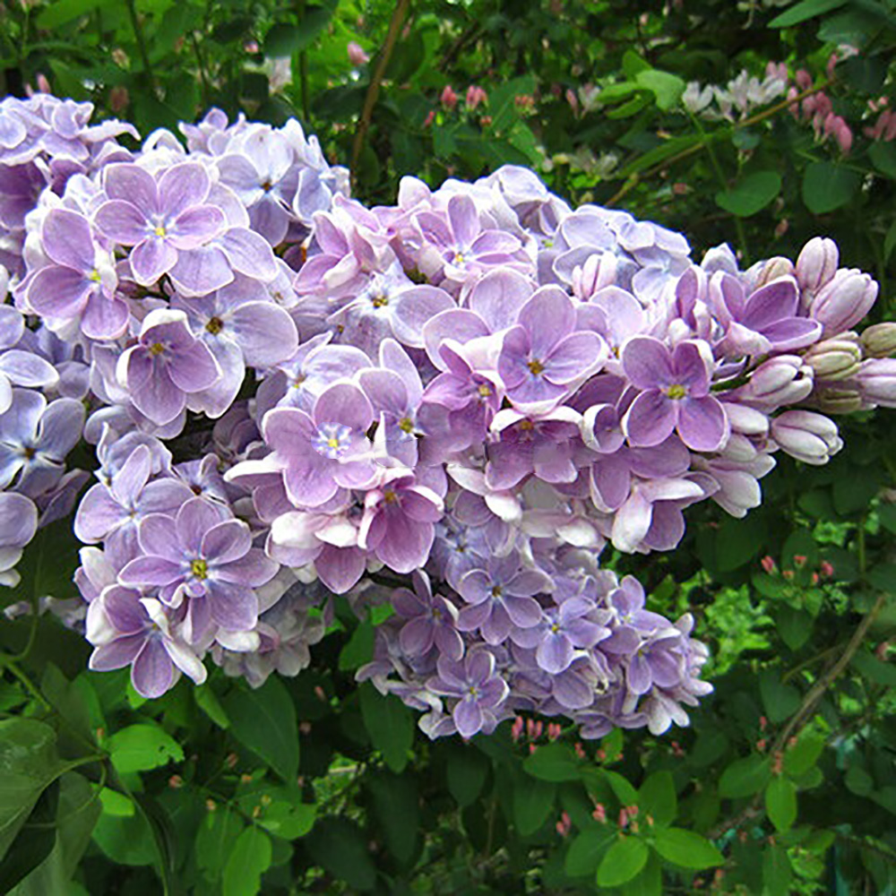 Сирень обыкновенная Оля 1шт