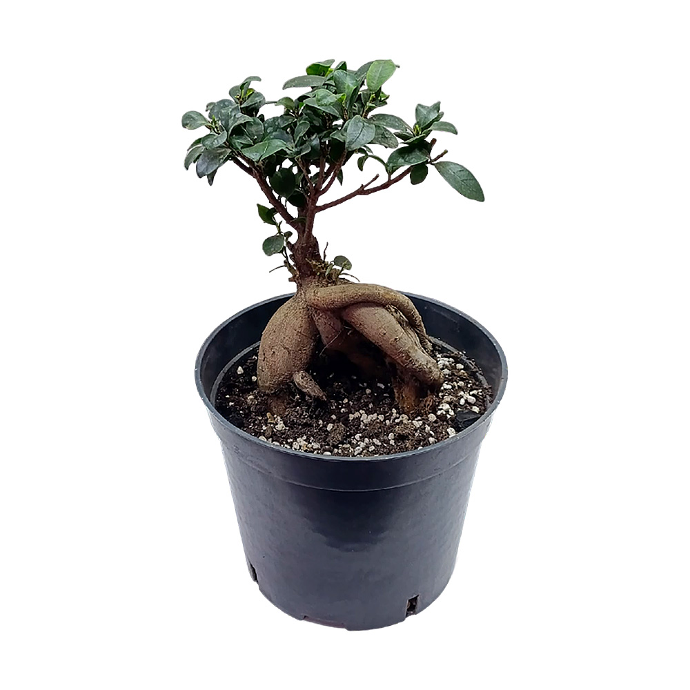 Фикус гинсенг d 21  1шт