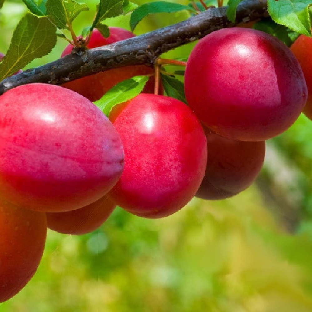 Слива Гордость Урала в горшке С2  1шт