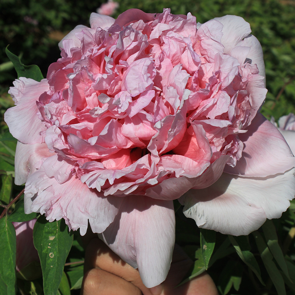 Пион древовидный Розовая диадема 1шт/Paeonia Fen Zhong Guan (Фэнь Чжун Гуань)