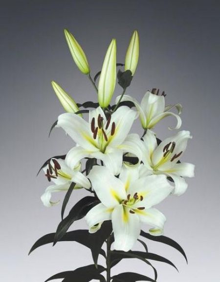 Лилия Кокосса 2шт 14/16/Lilium Cocossa