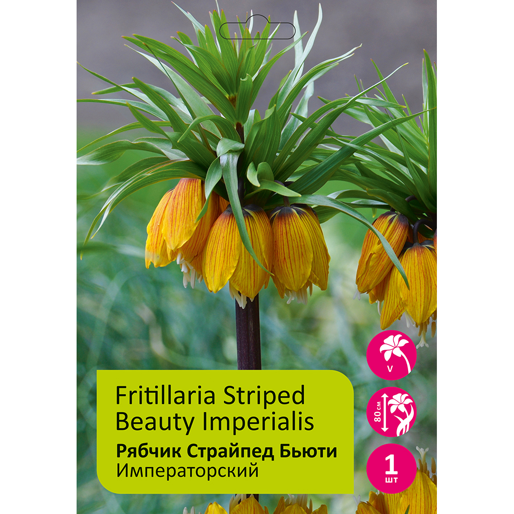Рябчик/Фритиллярия Страйпед Бьюти 1шт 20/24/ Fritillaria Imperialis Striped Beauty