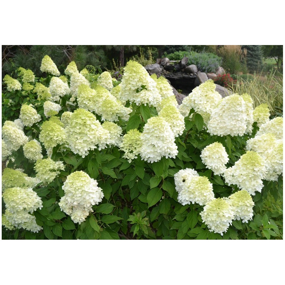 Гортензия метельчатая Лаймлайт 1шт.