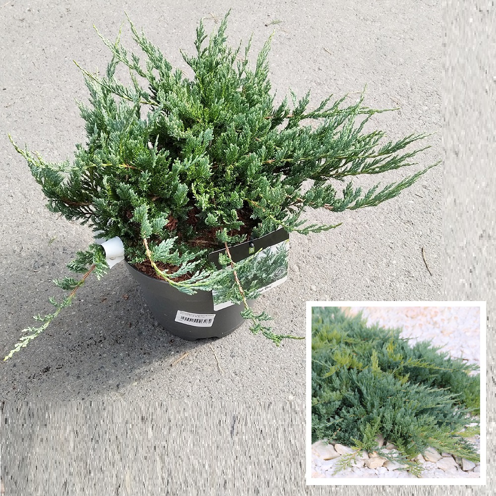 Можжевельник горизонтальный Блу Чип в горшке 7,5л (высота 40-50см) 1шт/ Juniperus horizontalis Blue Chip